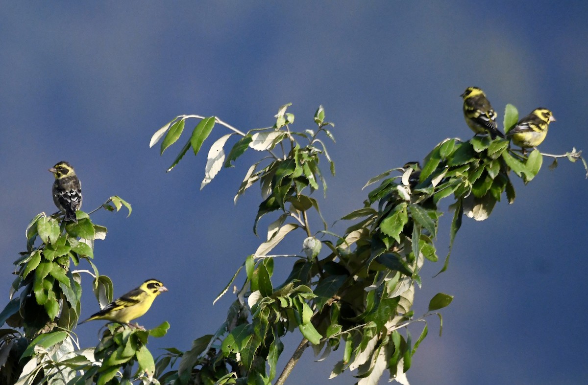 Yellow-breasted Greenfinch - ML620855366