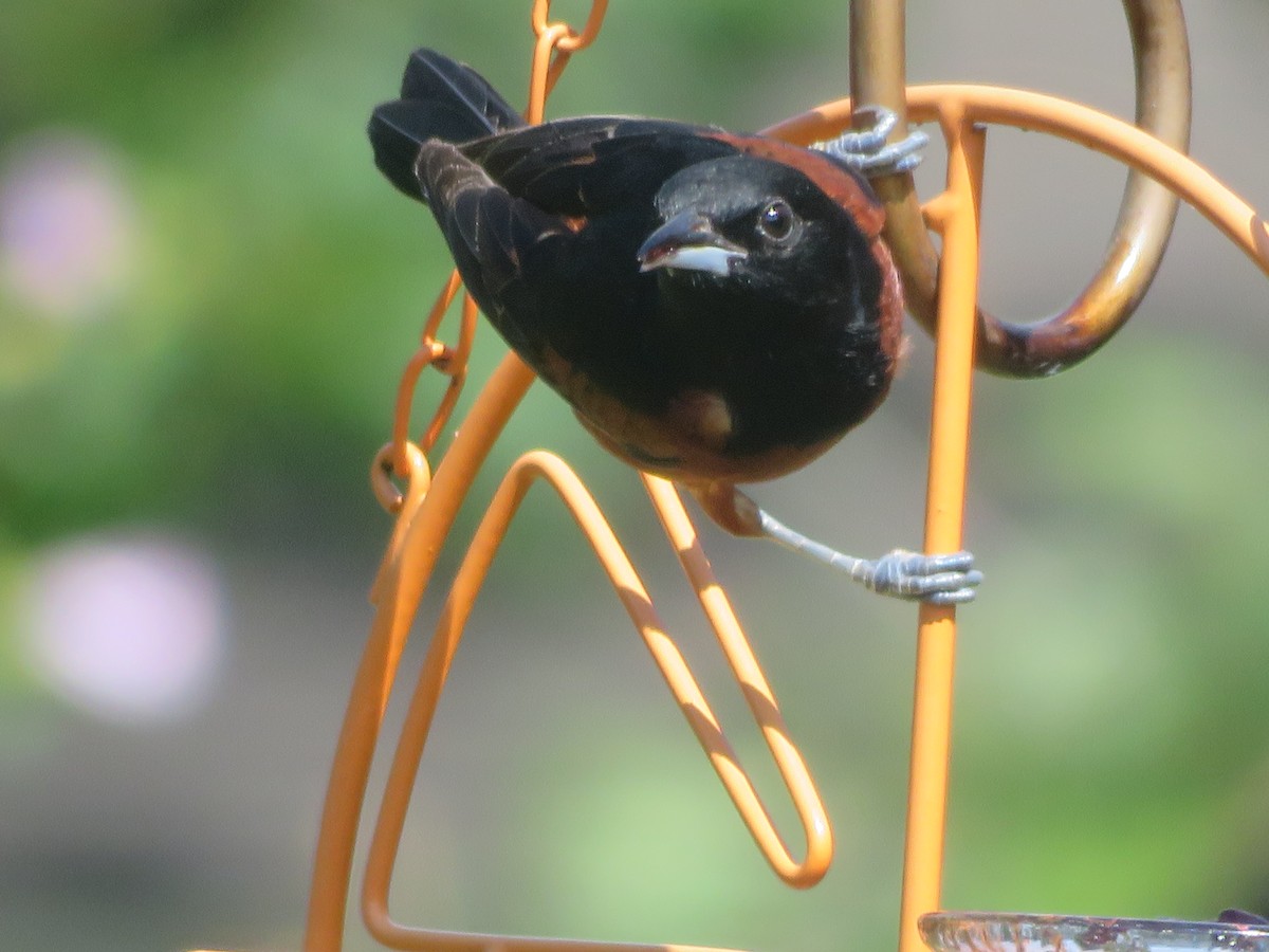 Orchard Oriole - ML620855374