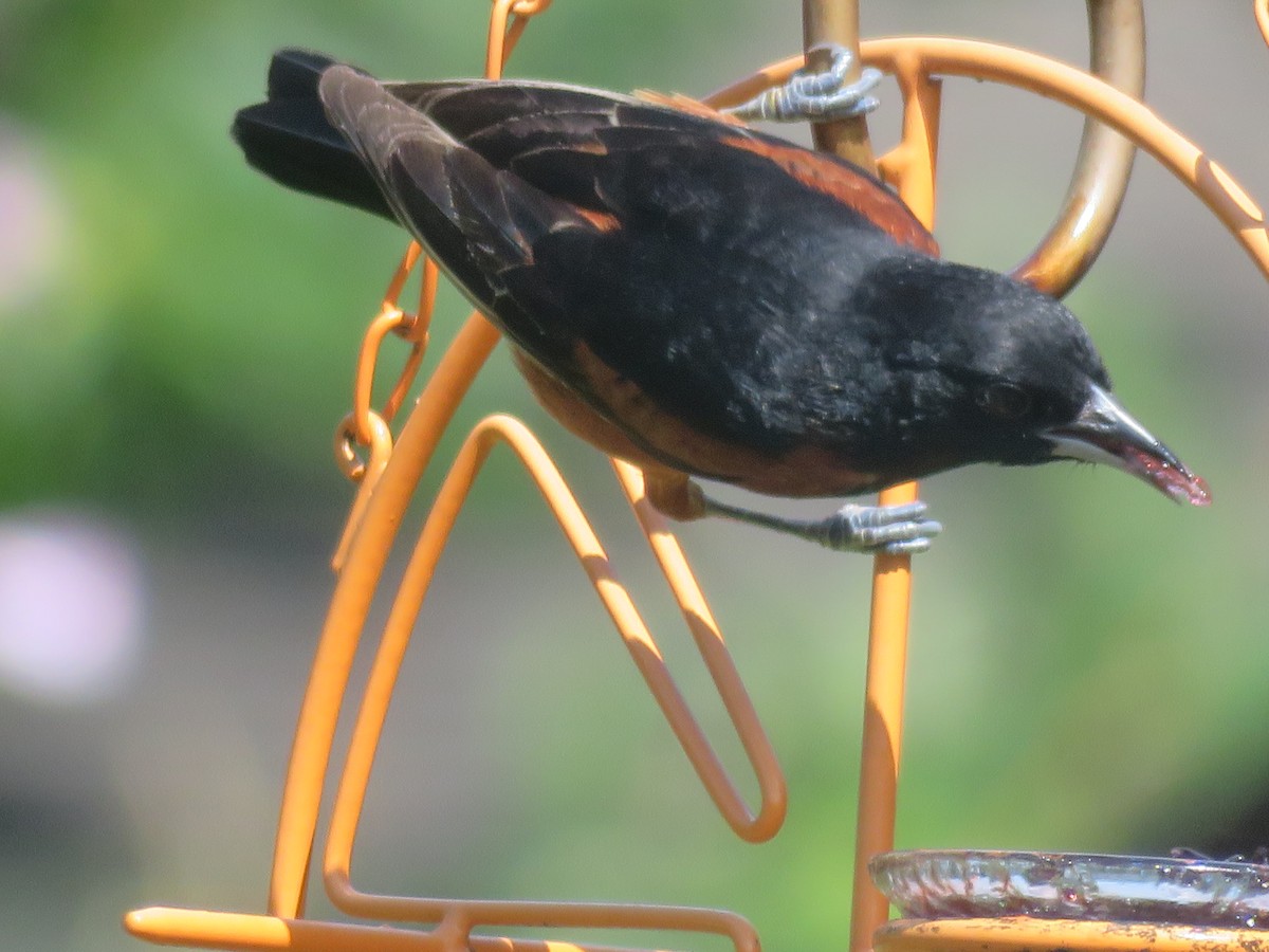 Orchard Oriole - ML620855375