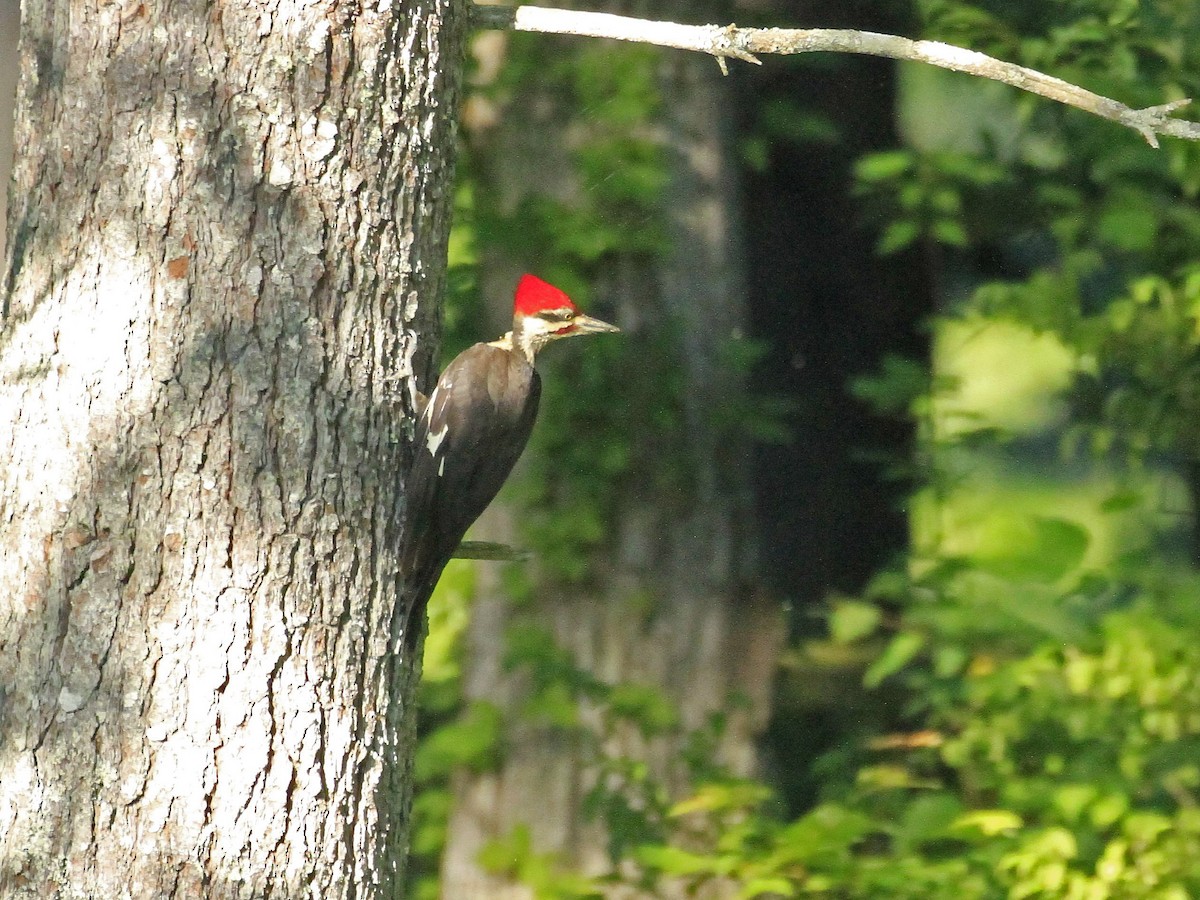 Pileated Woodpecker - ML620855378