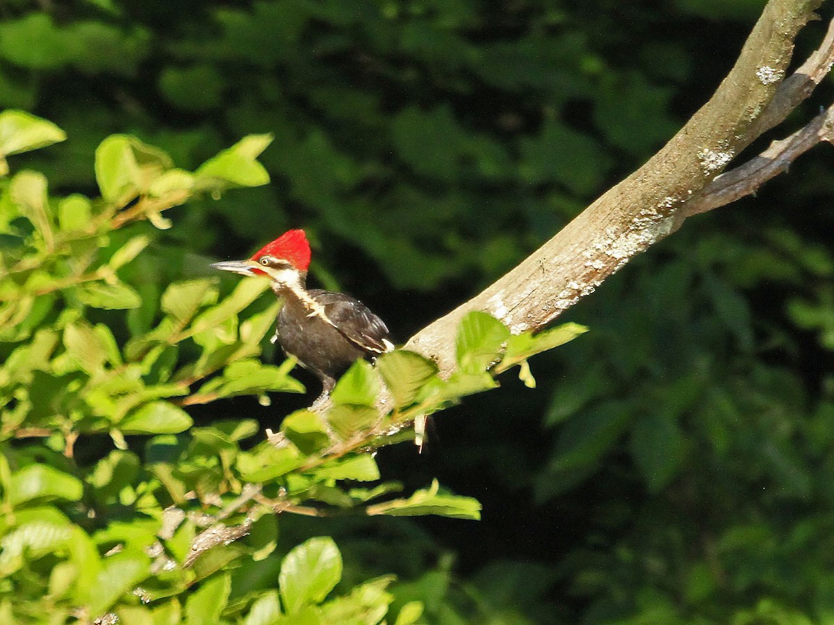 Pileated Woodpecker - ML620855379
