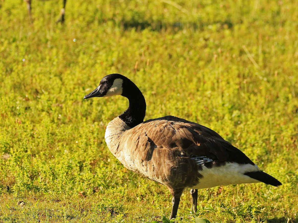 Canada Goose - ML620855386