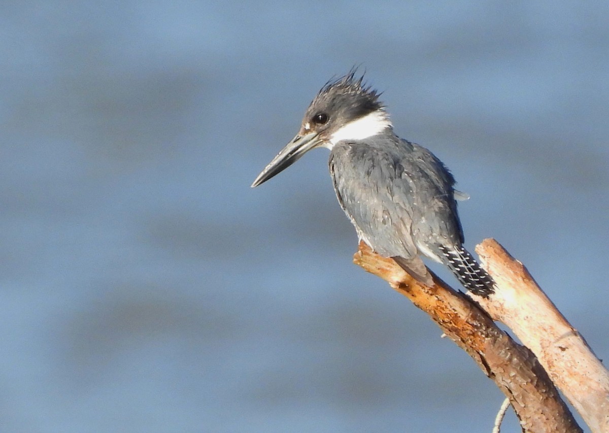 Belted Kingfisher - ML620855387