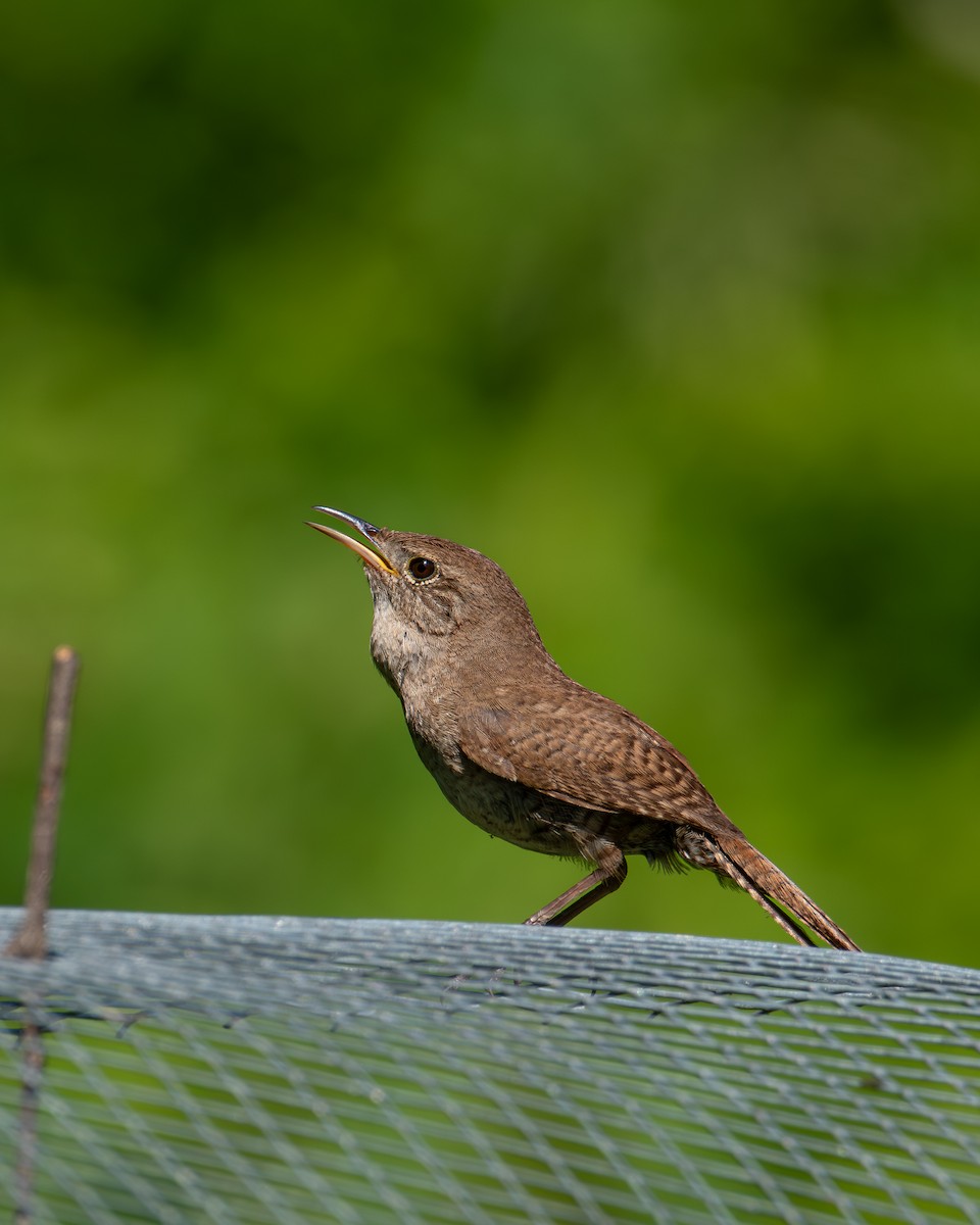 House Wren - ML620855398