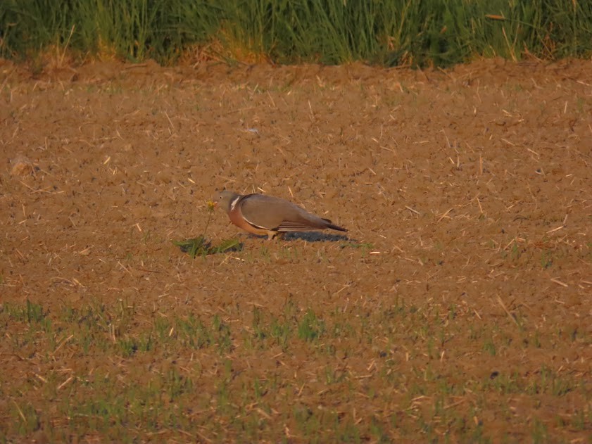 Common Wood-Pigeon - ML620855407