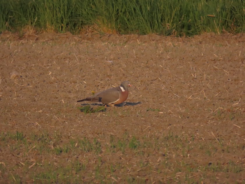 Common Wood-Pigeon - ML620855410