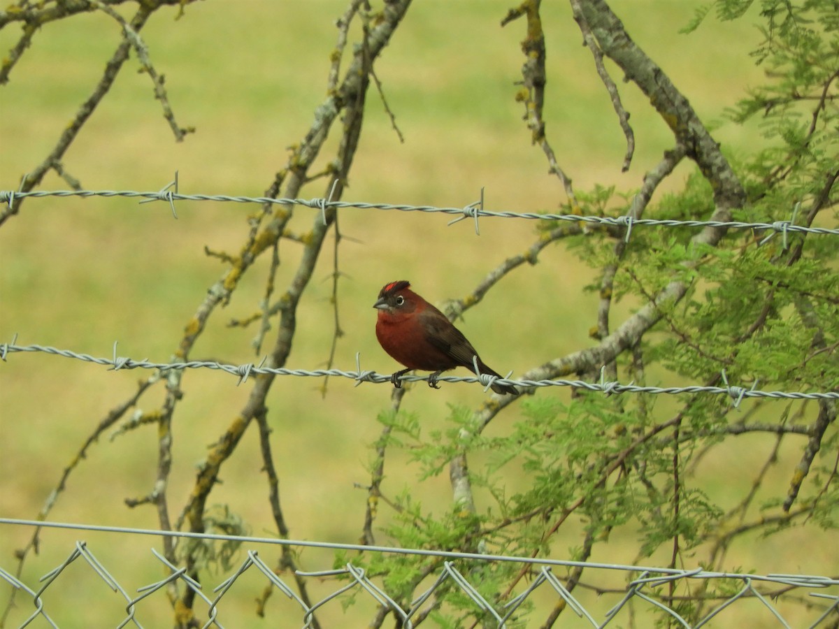 Red-crested Finch - ML620855441