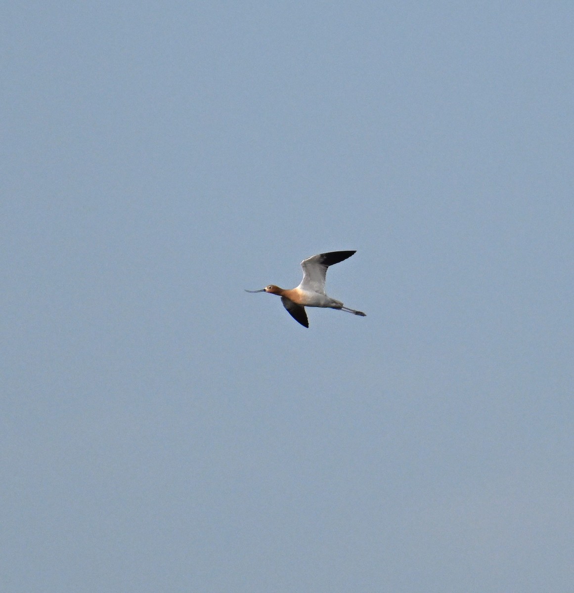 Avoceta Americana - ML620855445