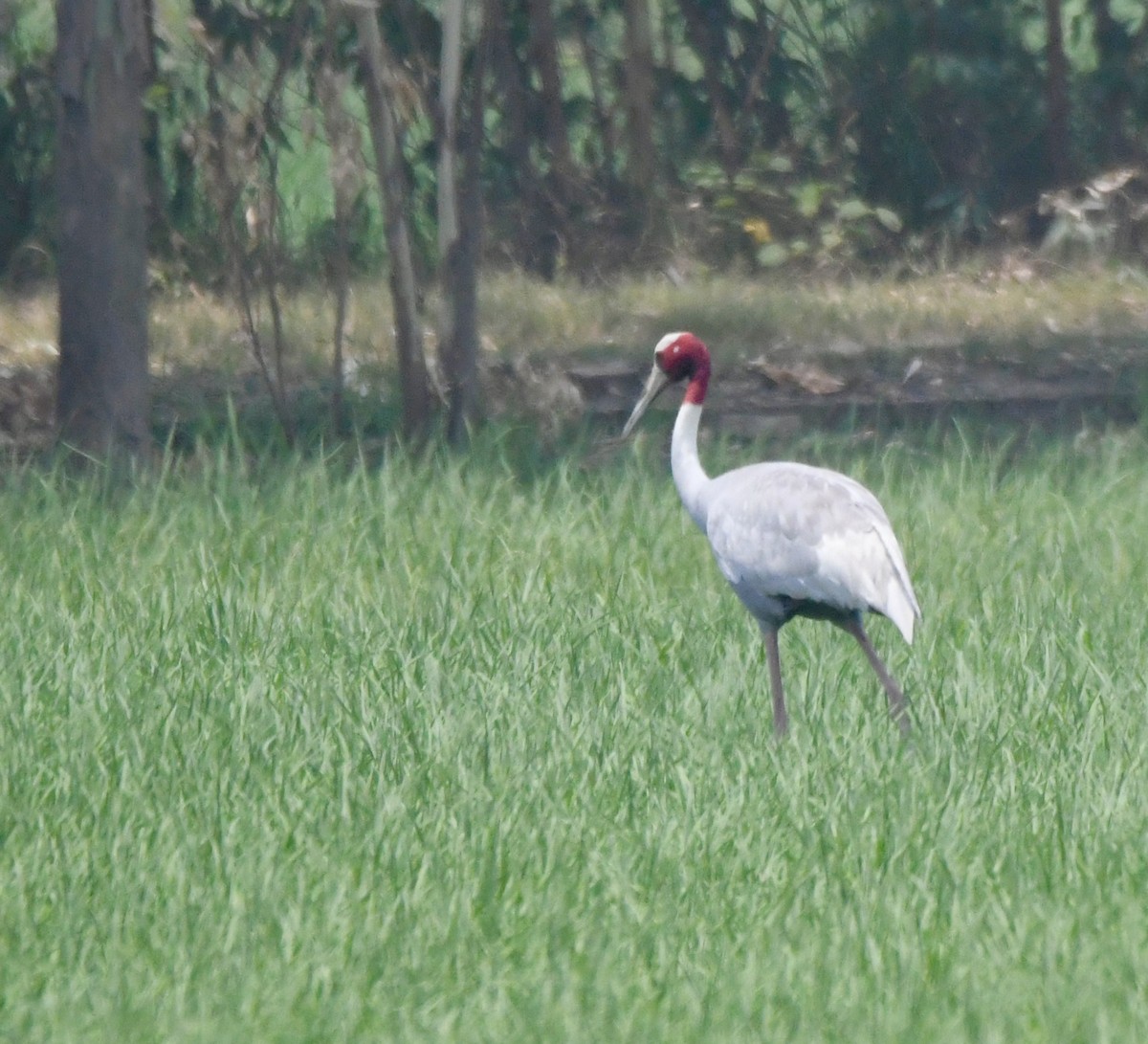 Sarus kurriloa - ML620855451