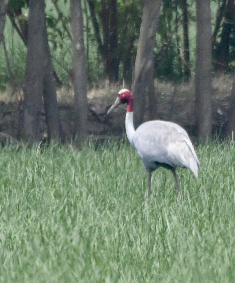 Sarus kurriloa - ML620855452