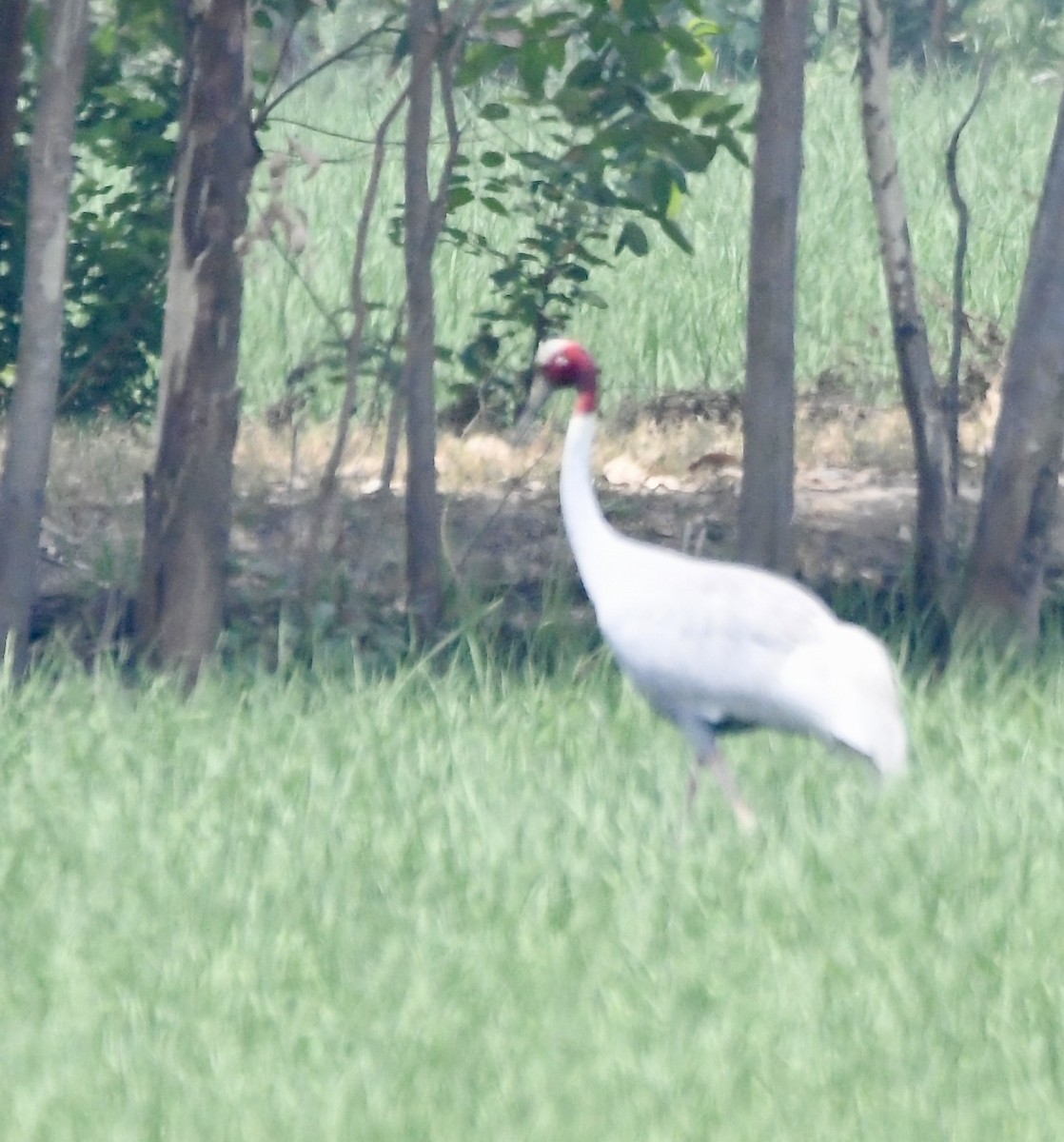 Антігона - ML620855453