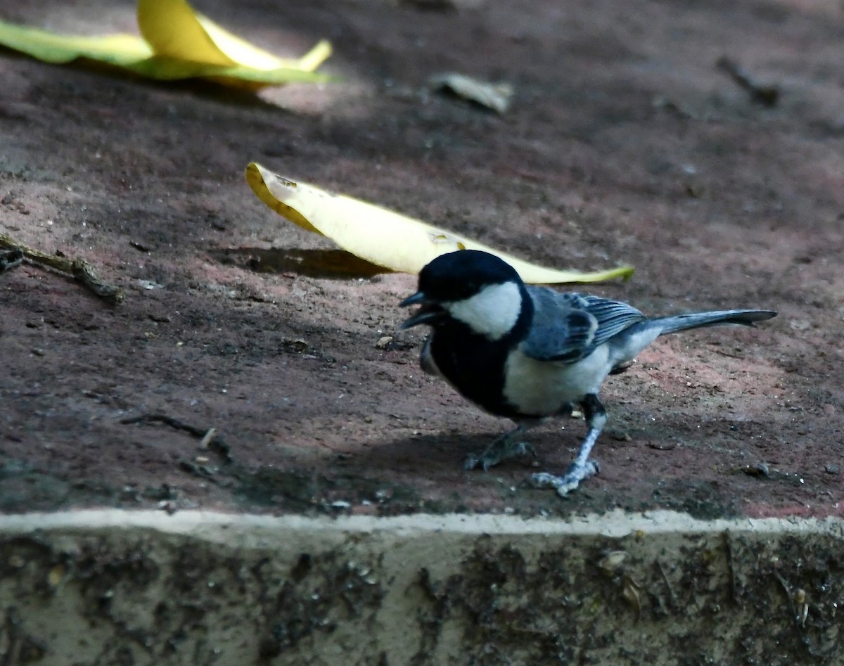 Cinereous Tit - ML620855465