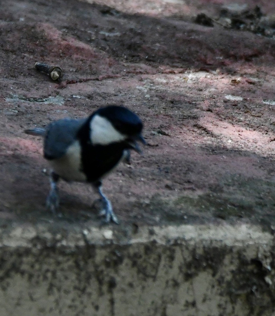 Cinereous Tit - ML620855466