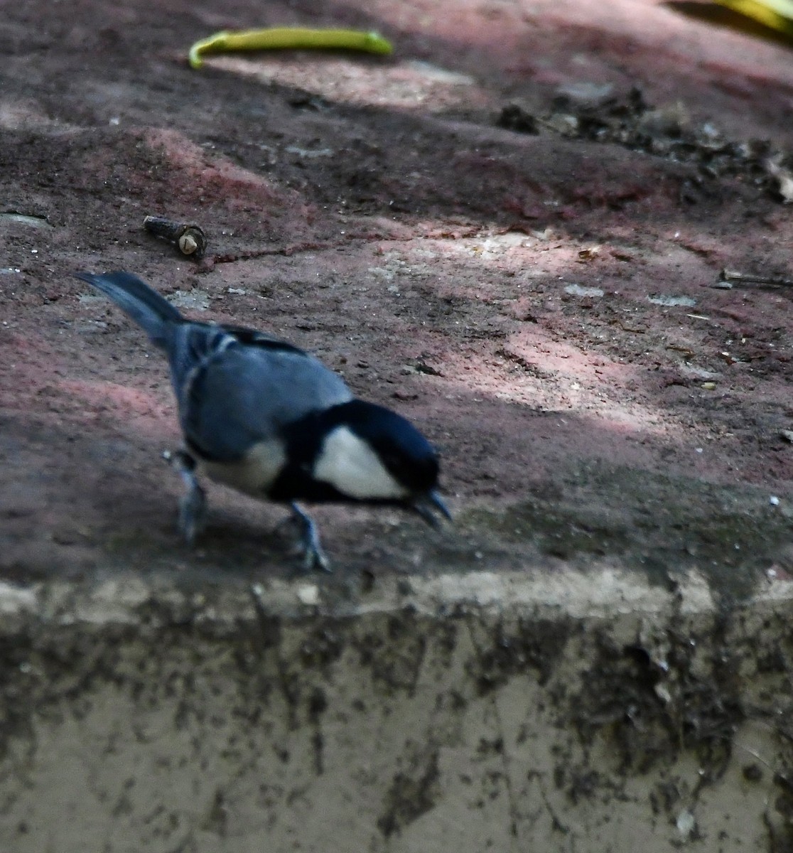 Cinereous Tit - ML620855467