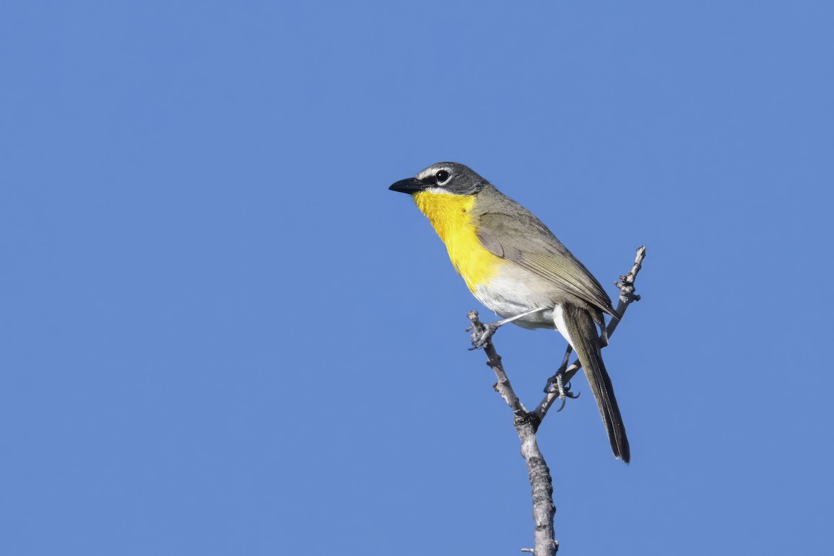 Yellow-breasted Chat - ML620855475