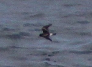 Leach's Storm-Petrel - ML620855480