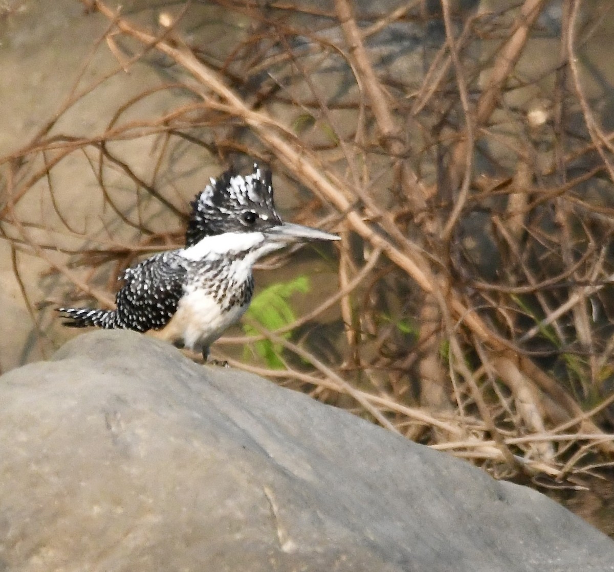 Crested Kingfisher - ML620855497