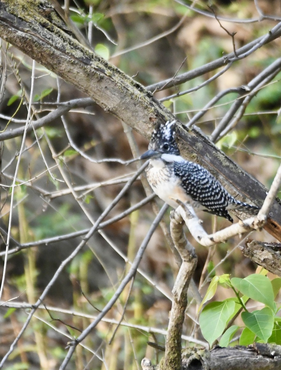 Crested Kingfisher - ML620855499