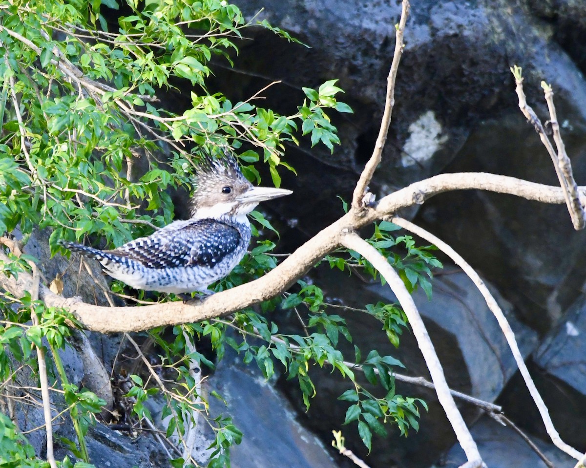 Crested Kingfisher - ML620855500