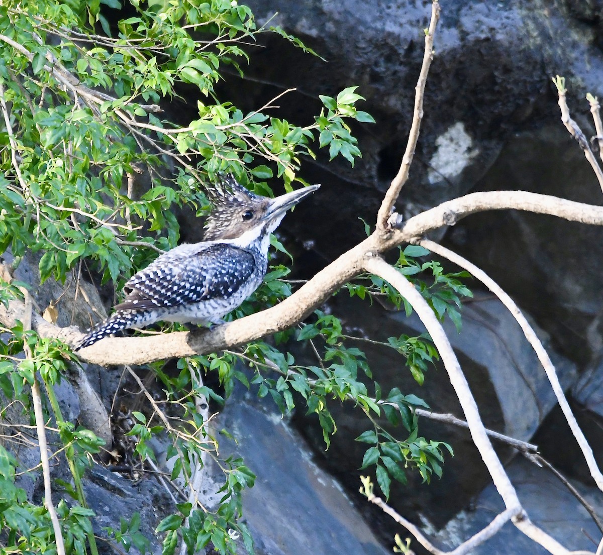 Crested Kingfisher - ML620855502