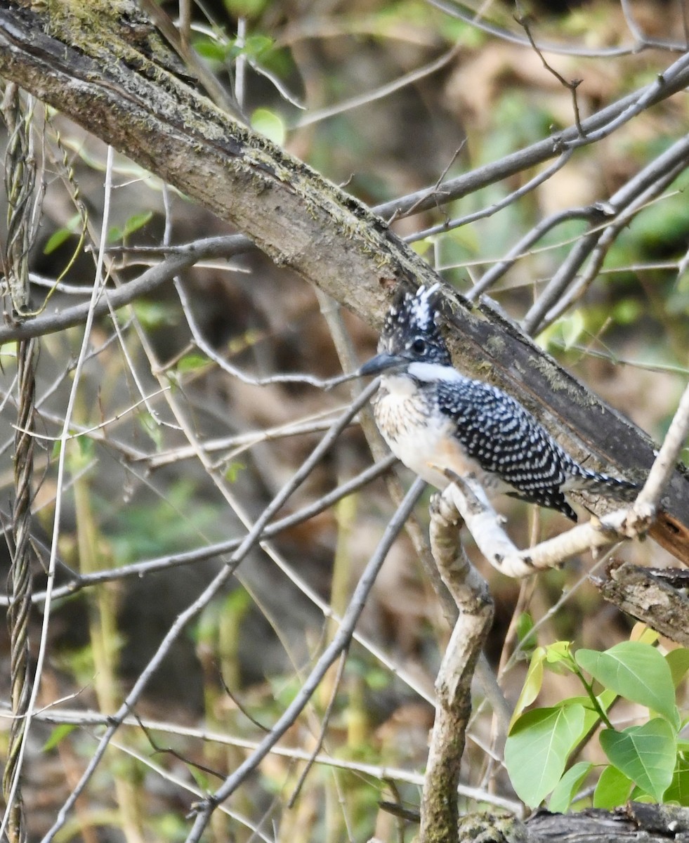Crested Kingfisher - ML620855504