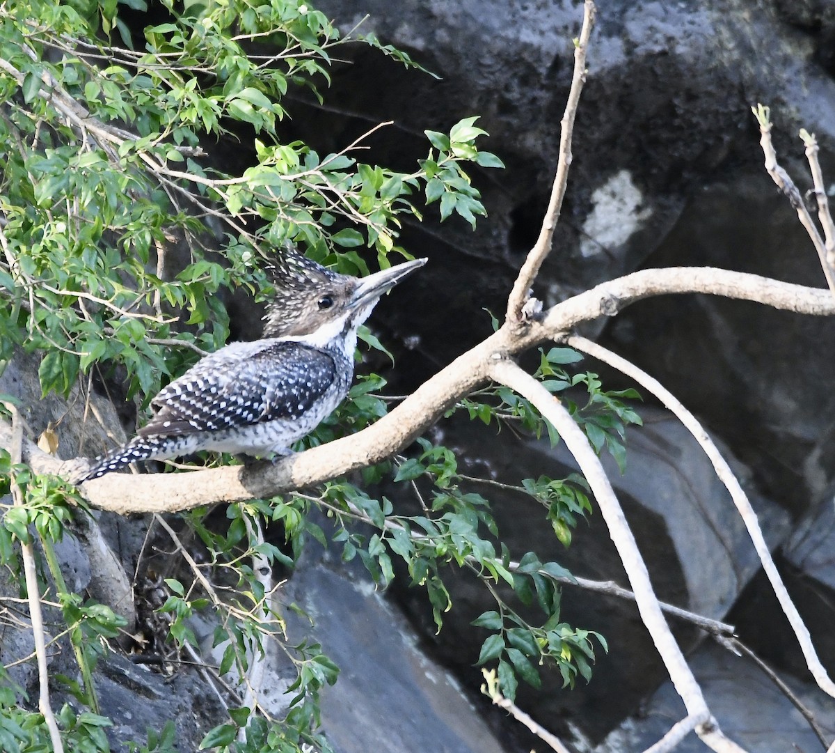 Crested Kingfisher - ML620855506