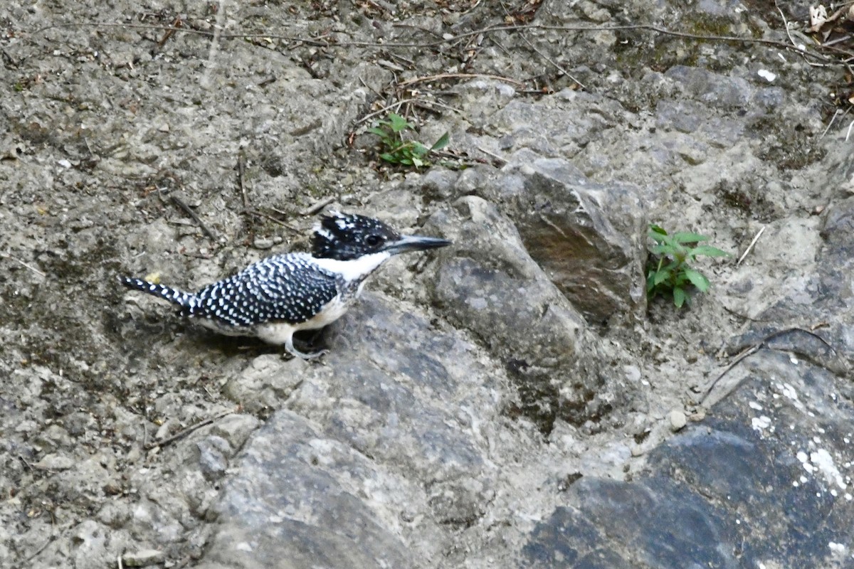 Crested Kingfisher - ML620855507