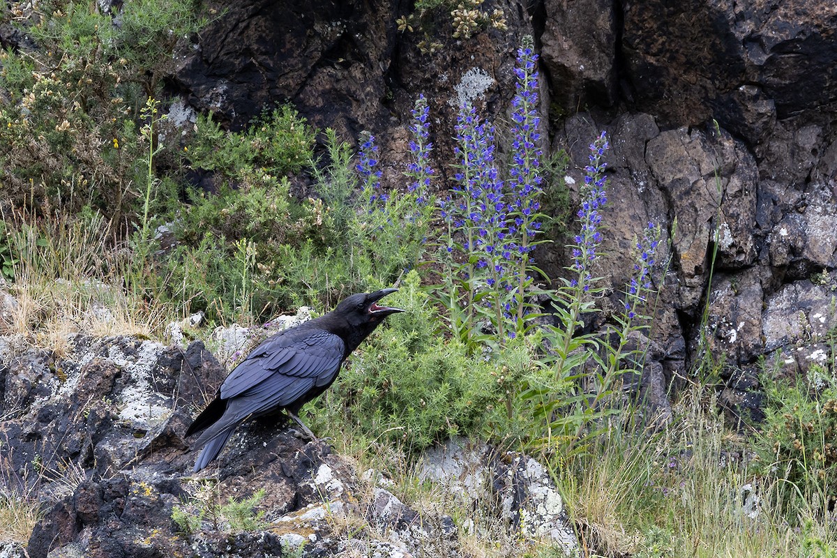 Common Raven - ML620855509