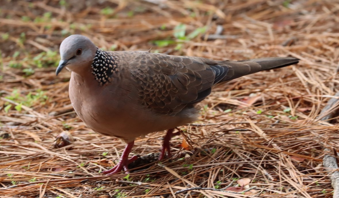 珠頸斑鳩 - ML620855511