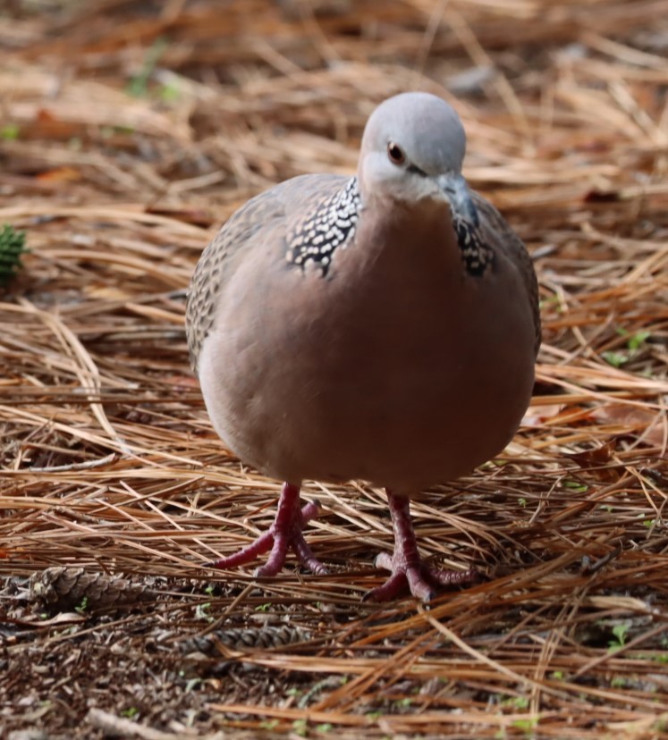 珠頸斑鳩 - ML620855512