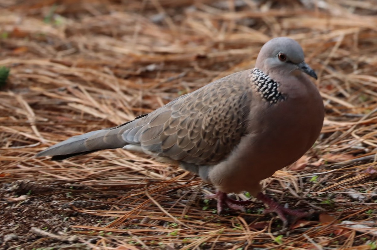 珠頸斑鳩 - ML620855513