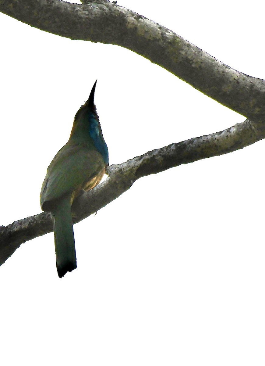 Blue-bearded Bee-eater - ML620855521