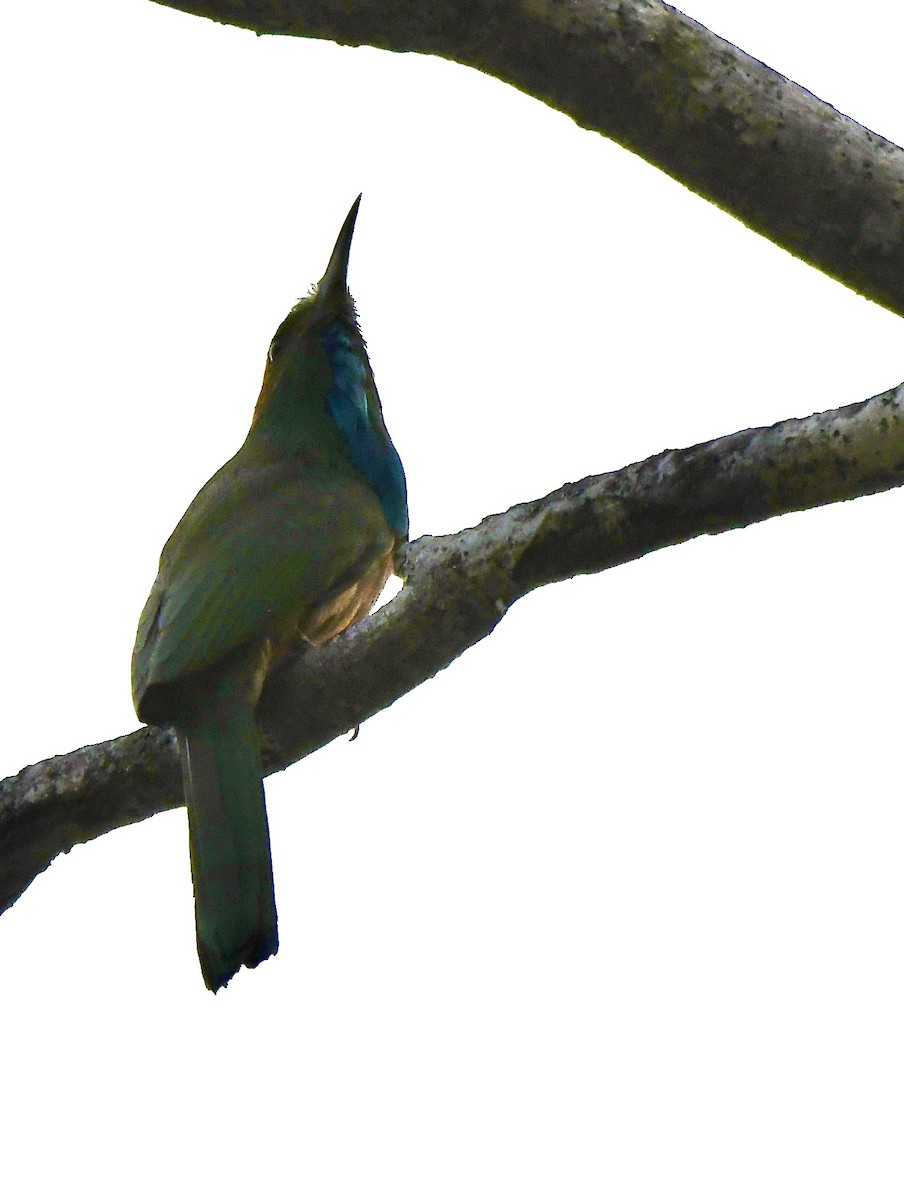 Blue-bearded Bee-eater - ML620855522