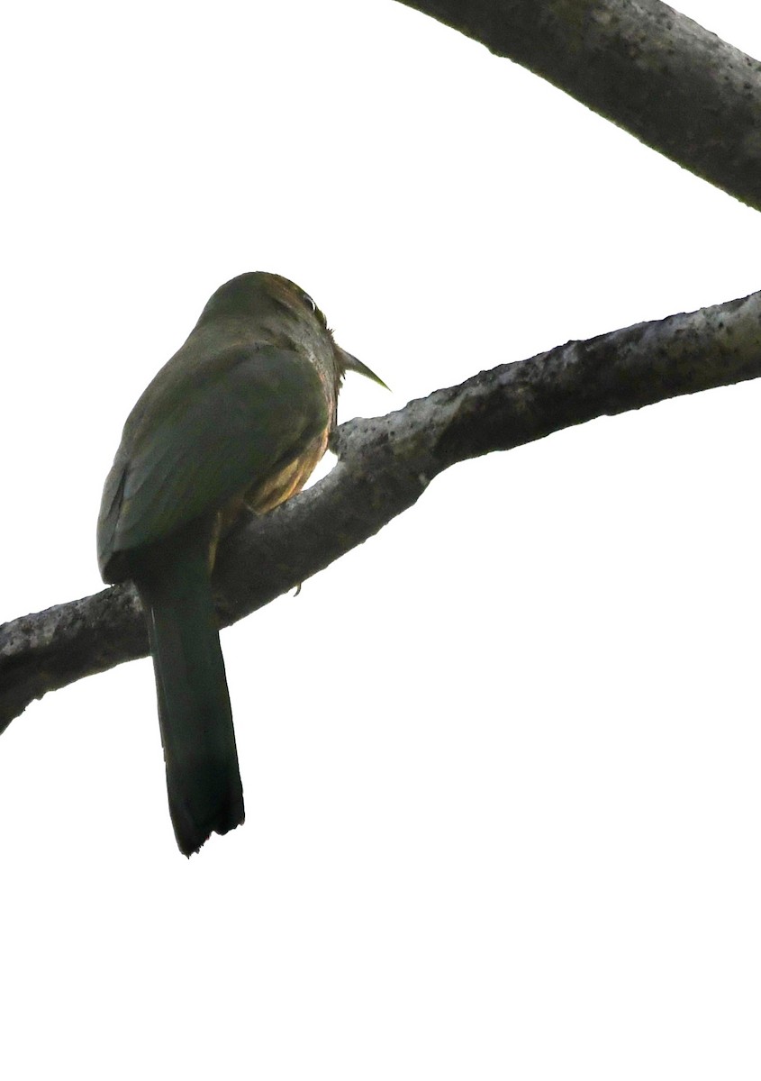 Blue-bearded Bee-eater - ML620855523