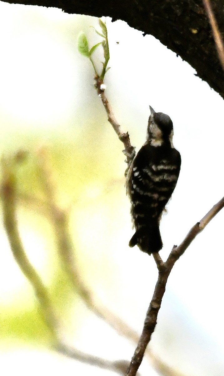 Gray-capped Pygmy Woodpecker - ML620855535