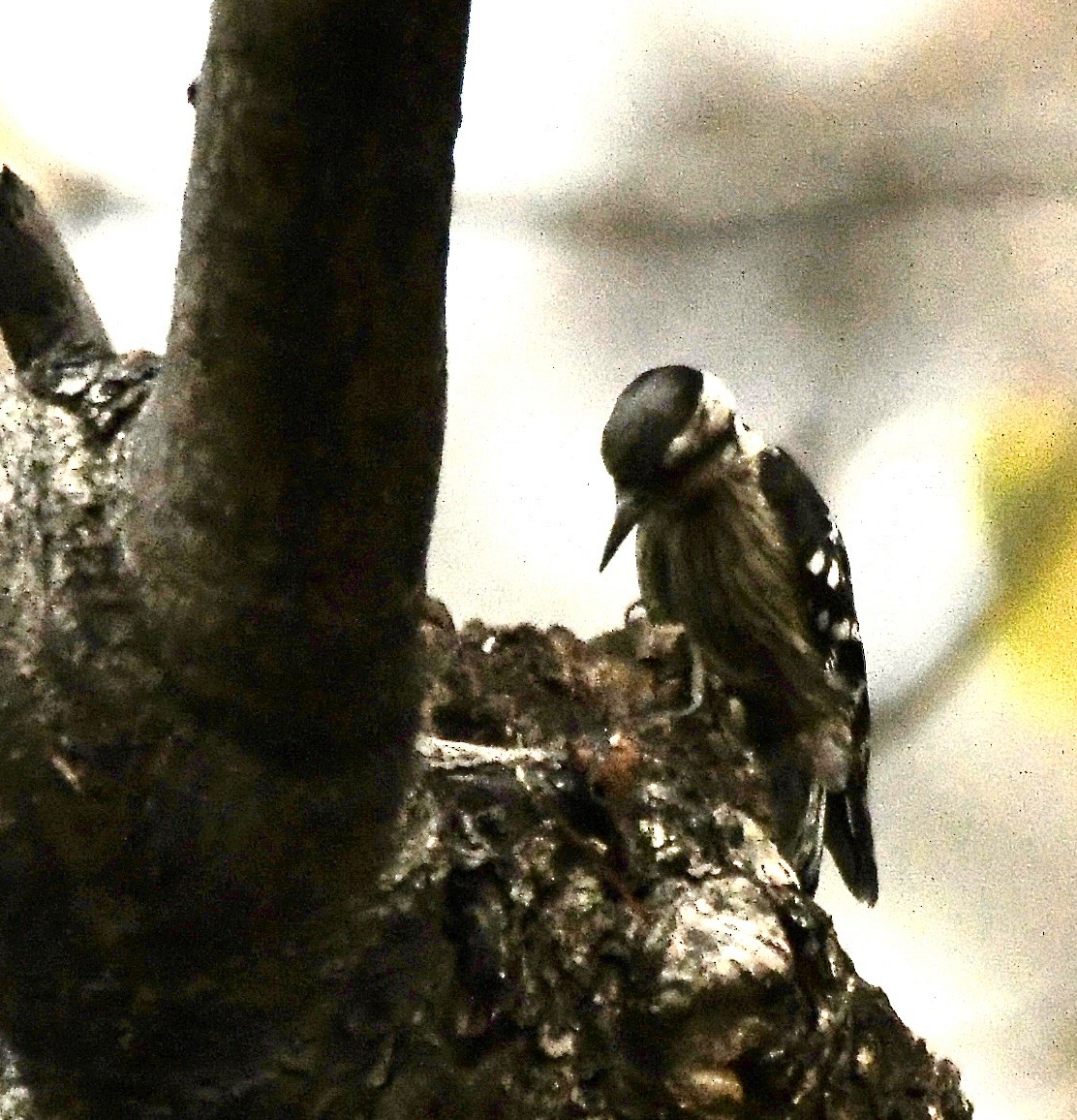 Gray-capped Pygmy Woodpecker - ML620855536