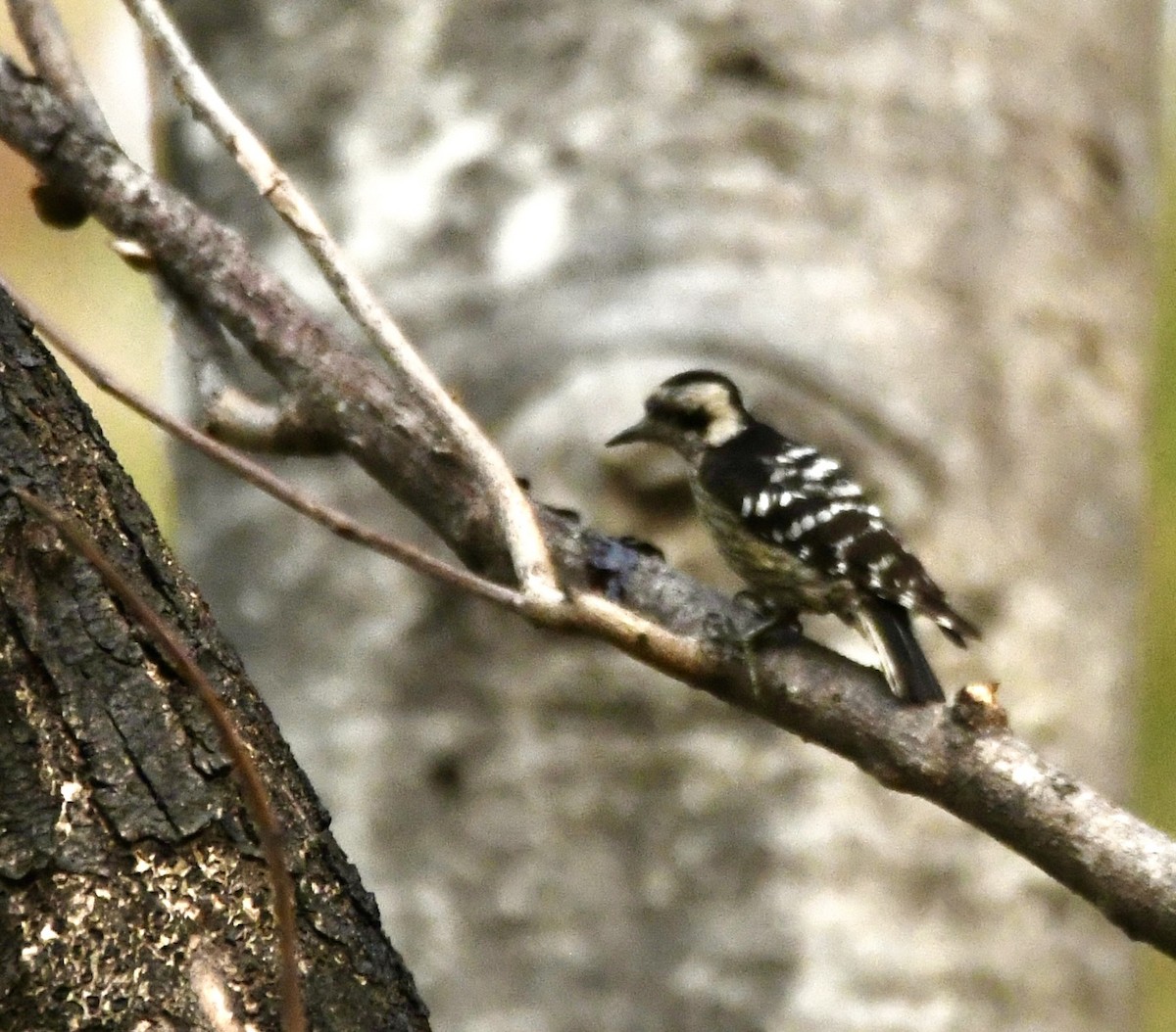 Gray-capped Pygmy Woodpecker - ML620855538