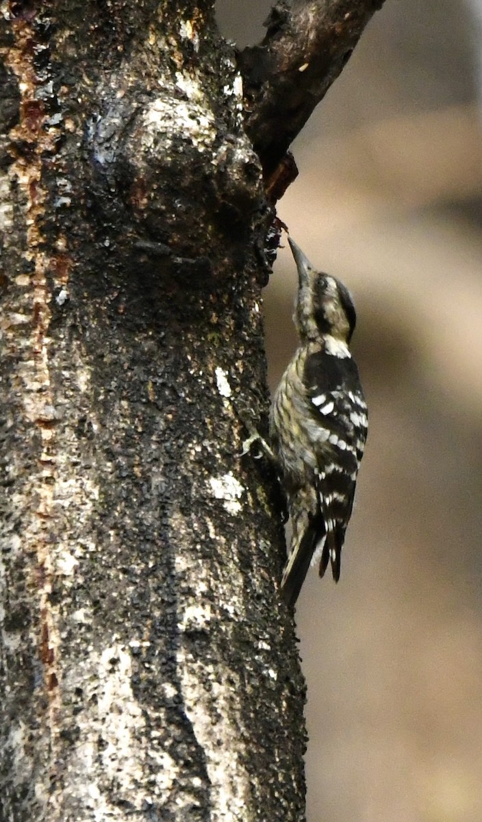 Gray-capped Pygmy Woodpecker - ML620855539