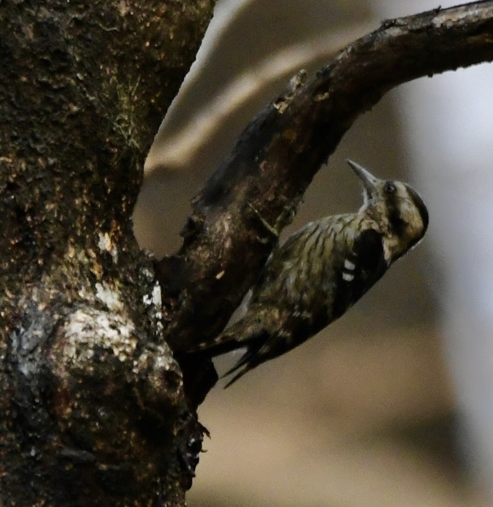 Gray-capped Pygmy Woodpecker - ML620855540