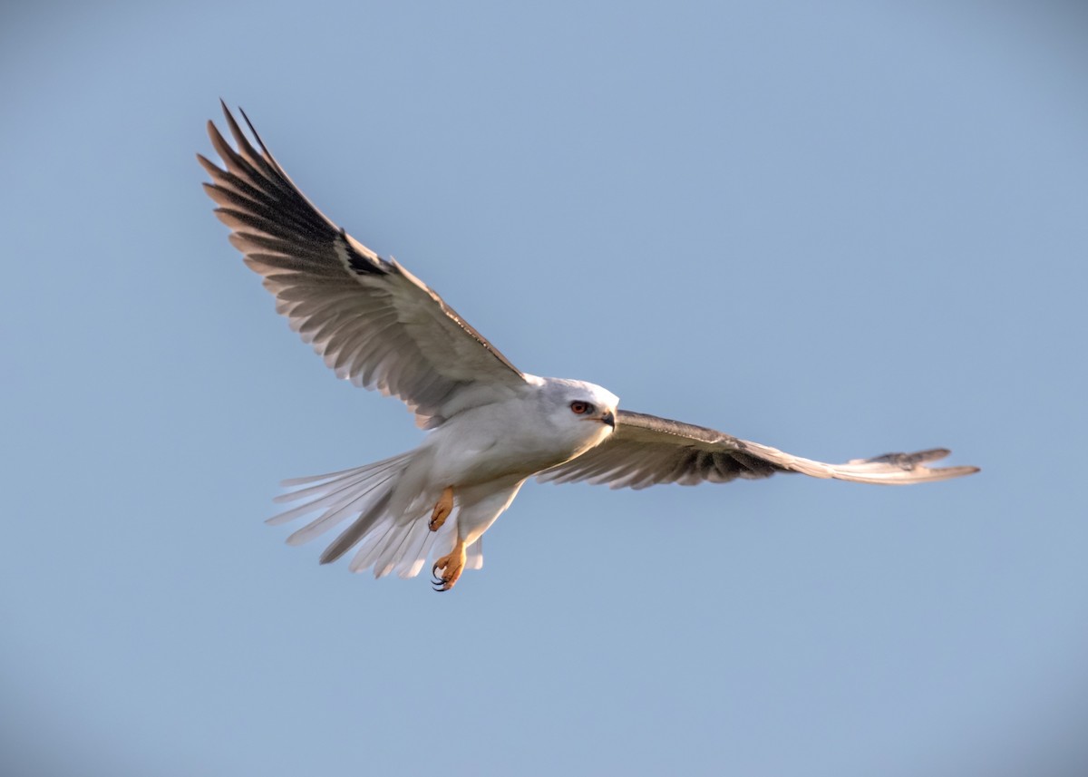 White-tailed Kite - ML620855552