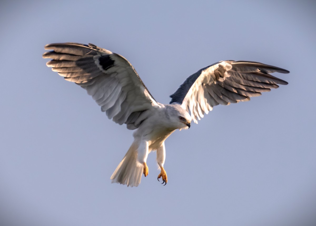 White-tailed Kite - ML620855553