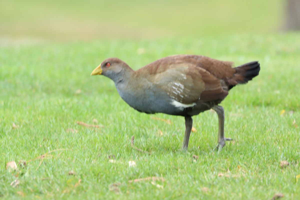 Gallinule de Tasmanie - ML620855570