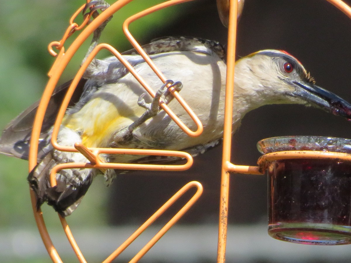 Golden-fronted Woodpecker - ML620855574