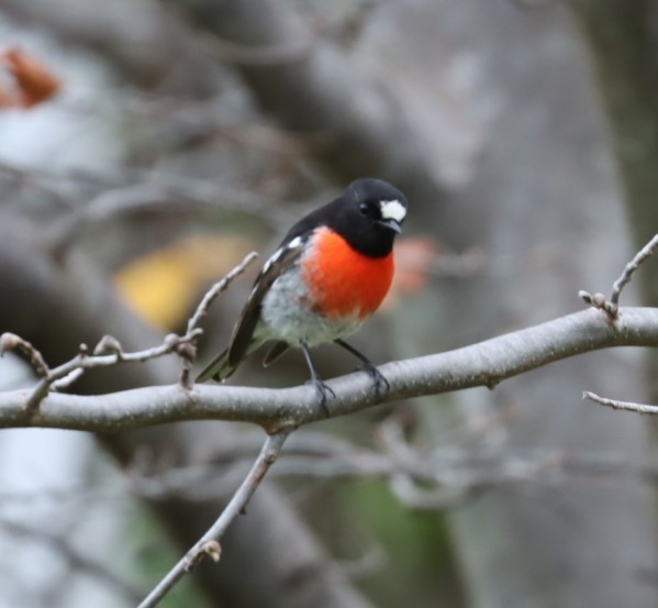 Scarlet Robin - ML620855582