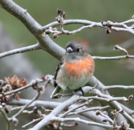 Scarlet Robin - Susan  Downey