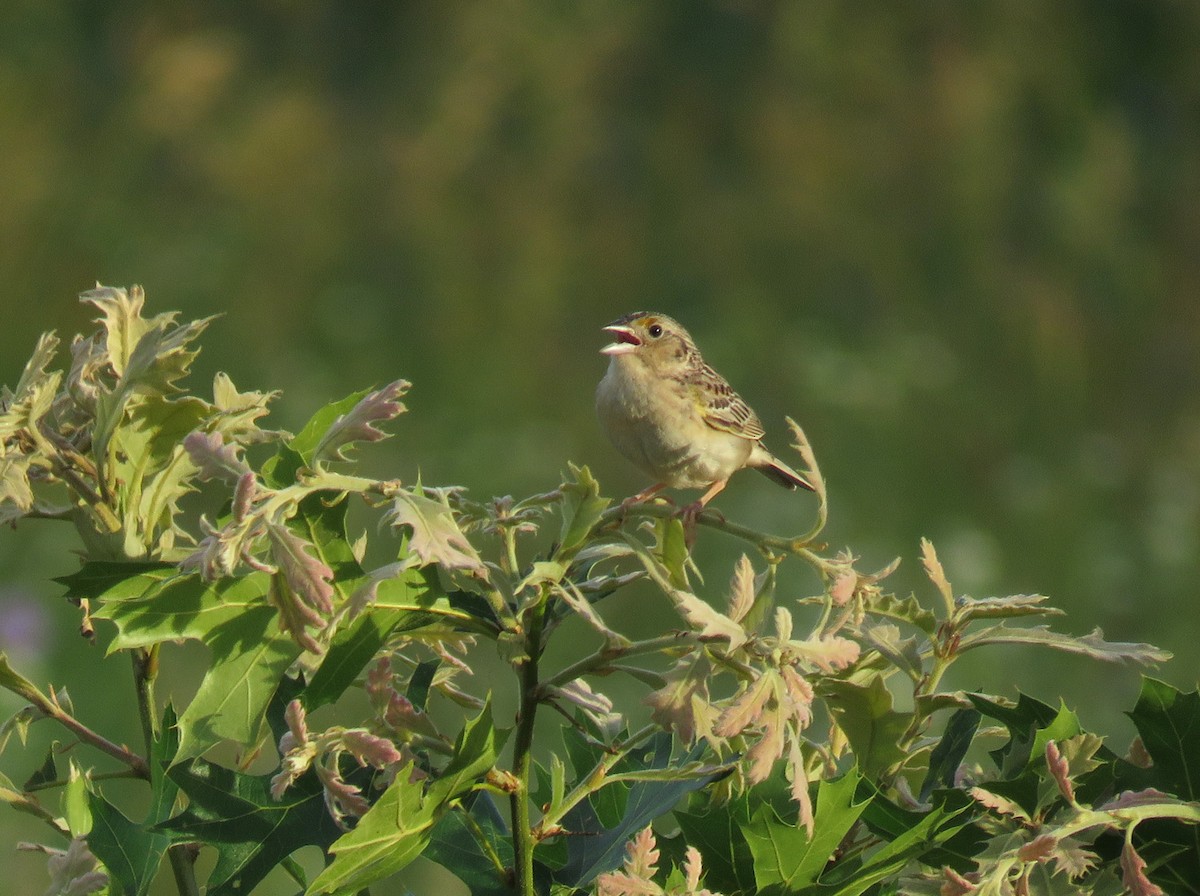 Grasshopper Sparrow - ML620855586