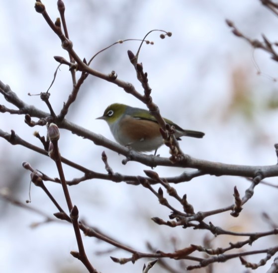 Silvereye - ML620855590