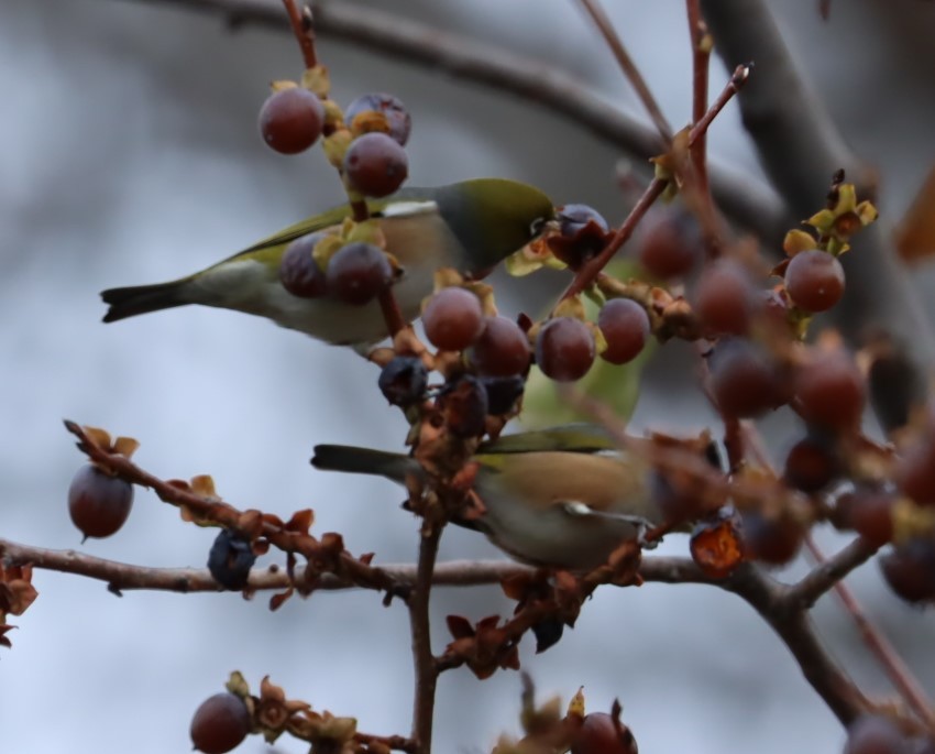 Silvereye - ML620855591