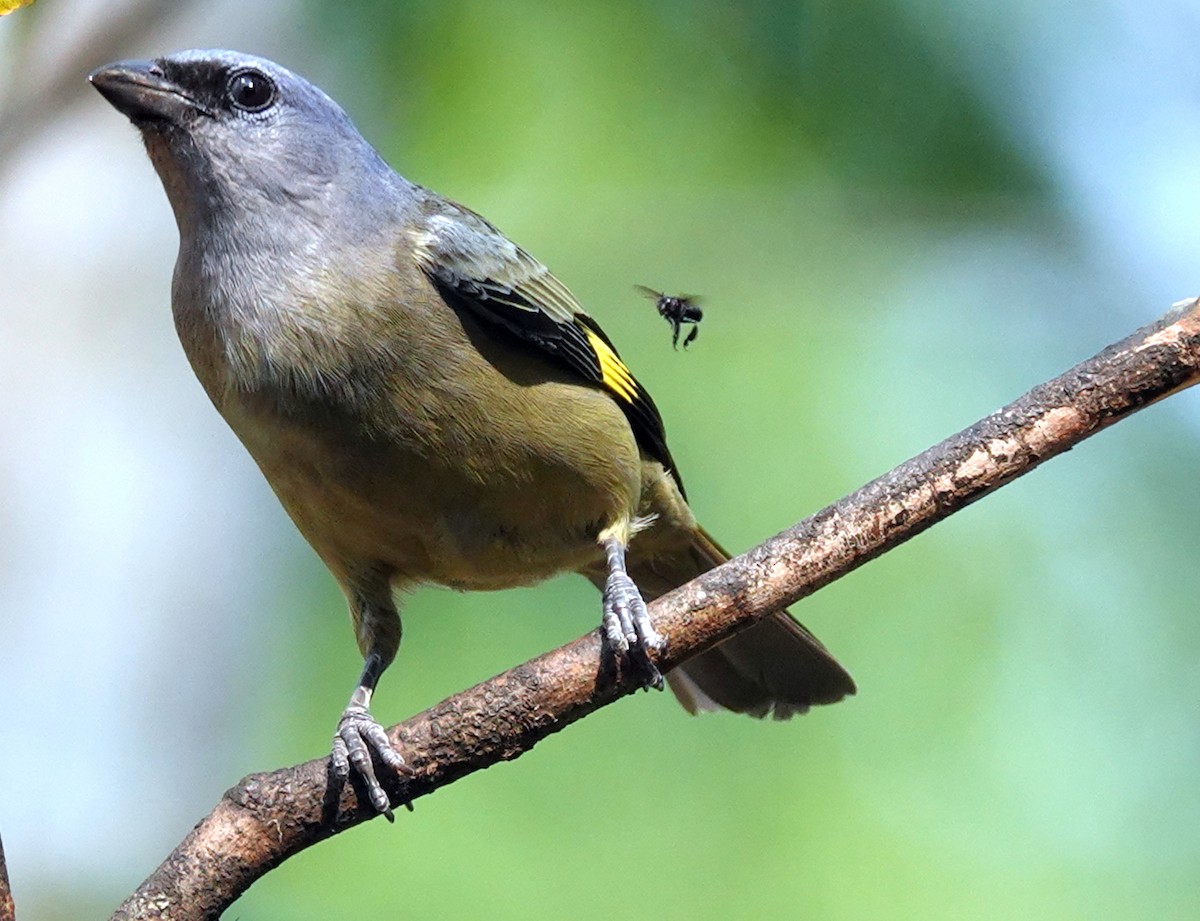 Yellow-winged Tanager - ML620855601