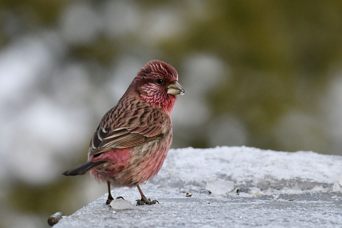 Red-mantled Rosefinch - ML620855603